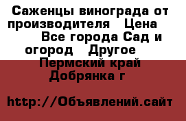 Саженцы винограда от производителя › Цена ­ 800 - Все города Сад и огород » Другое   . Пермский край,Добрянка г.